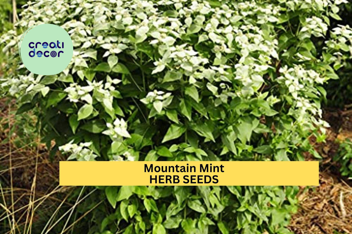 Mountain Mint Herb Seeds - 3pcs of 30mg - Pycnanthemum spp. - Aromatic Culinary & Pollinator-Friendly Herb for Gardens