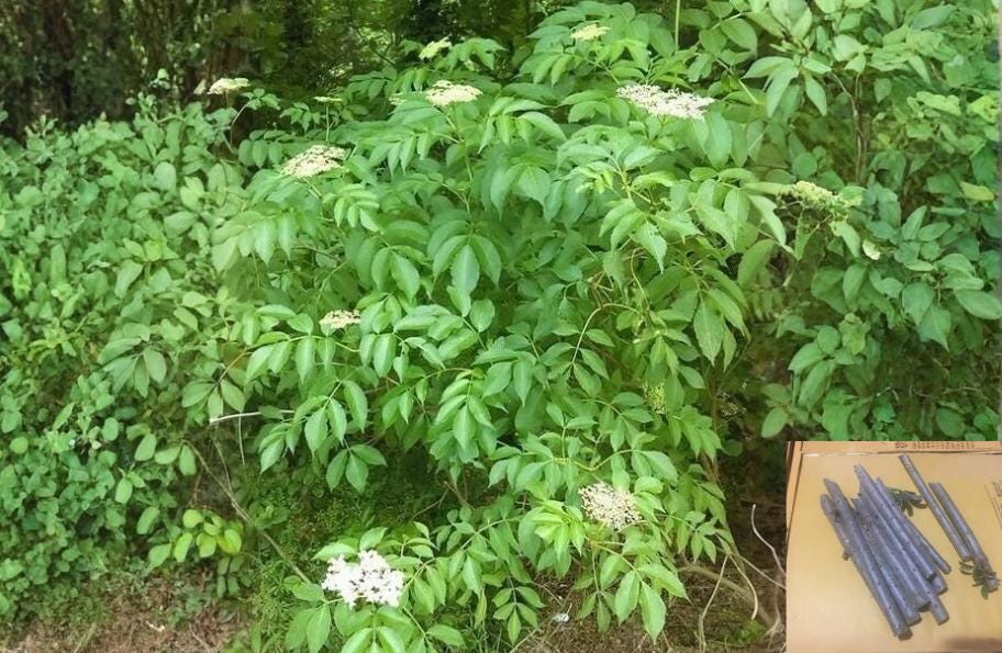 American Elderberry Cuttings 10 Unrooted Sambucus canadensis Native White Flowering Shrub for Propagation
