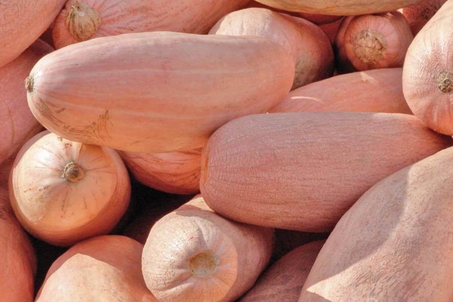 Pink Banana Squash Seeds | Jumbo Mexican Banana Winter Squash | Cucurbita maxima