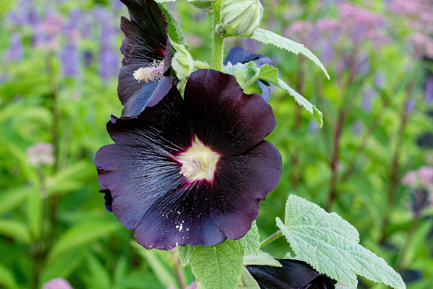 Nigra Hollyhock Seeds | Non-GMO | Dark Red-Black Blooms | Tall Perennial | Attracts Pollinators | Alcea rosea