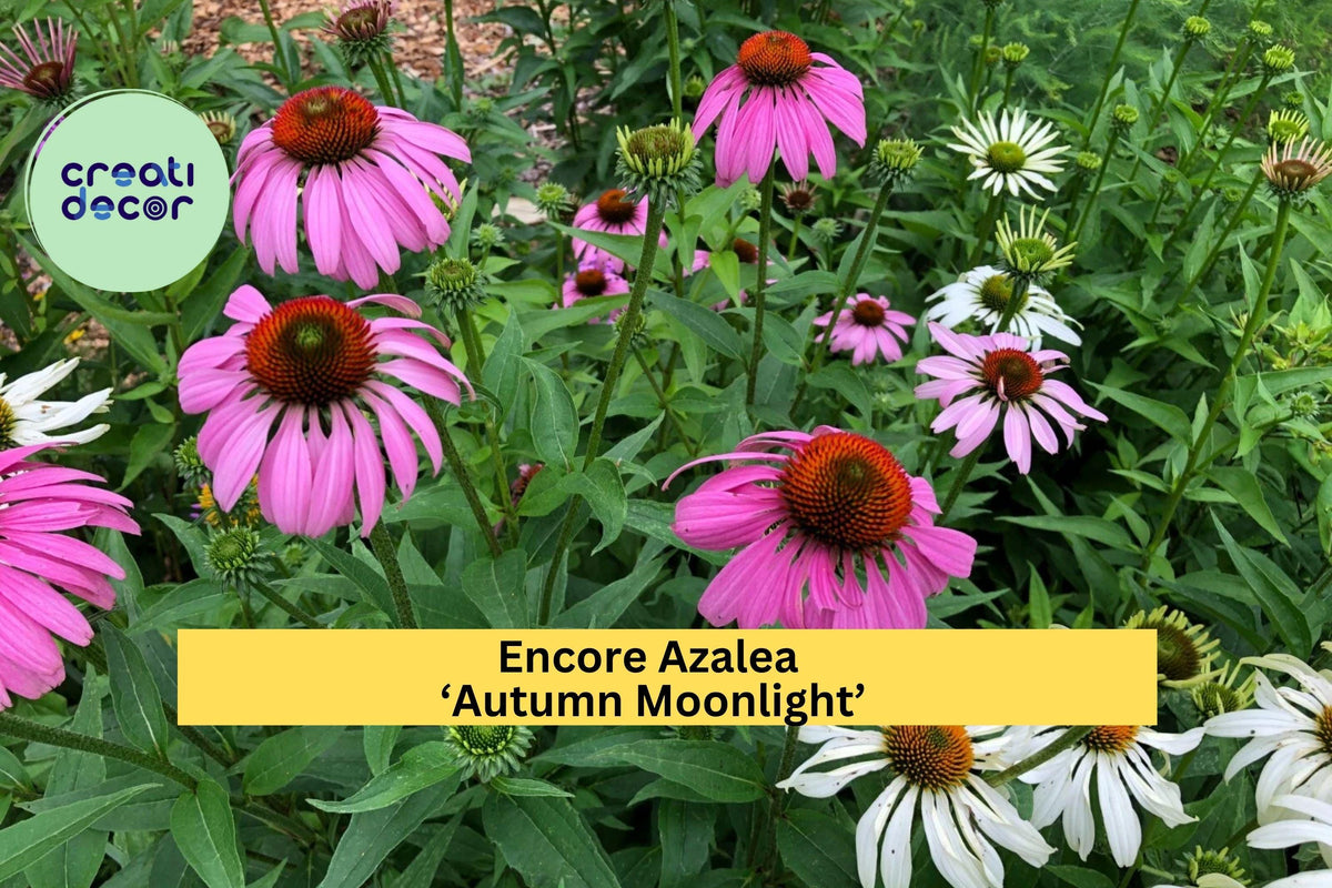 Purple Coneflower Plants - 8 Live Echinacea purpurea Perennials, Hardy Drought-Tolerant Pollinator Flowers, Purple Blooms
