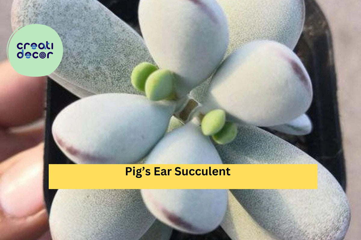 Cotyledon Orbiculata Succulent Plant - 2" Pot, Silvery Green Paddle Leaves, Easy Care Indoor Houseplant, Pig's Ear Succulent
