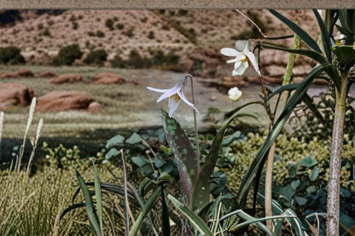 White Trout Lily Seeds (5 Pack) - Erythronium albidum, Native Woodland Ephemeral, Early Blooming Wildflower Seeds for Gardens