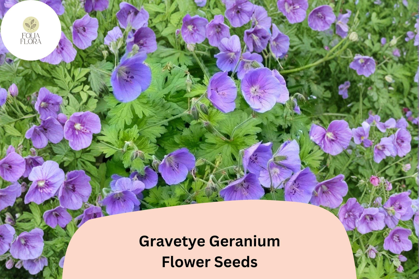 25+ Gravetye Geranium Seeds - Purple Zonal Pelargonium for Garden Beds & Containers