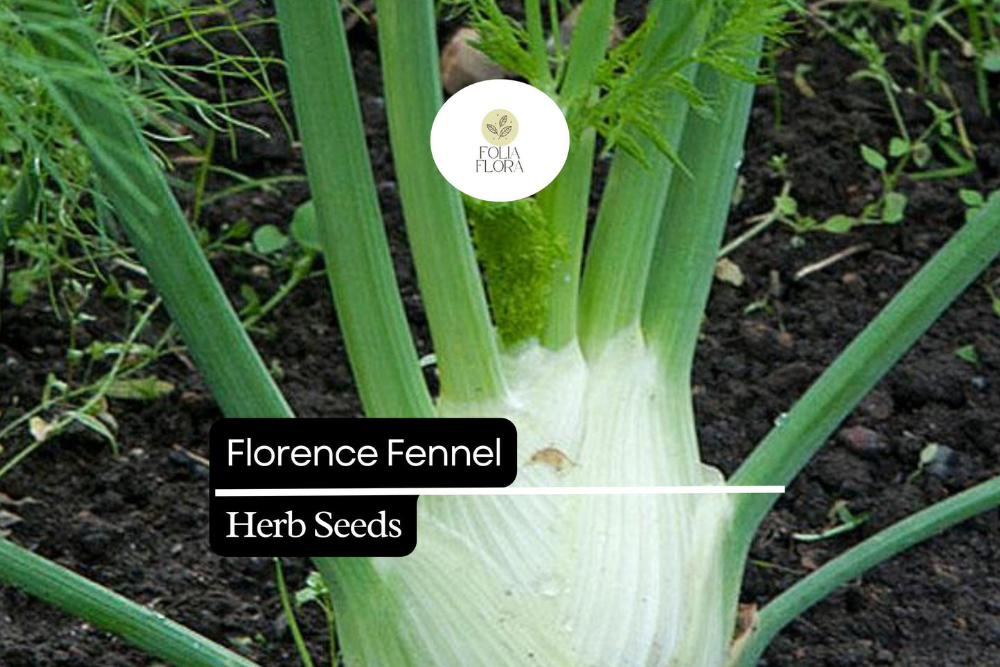 300 Seeds Florence Fennel - Sweet Bulb & Aromatic Herb for Culinary Use