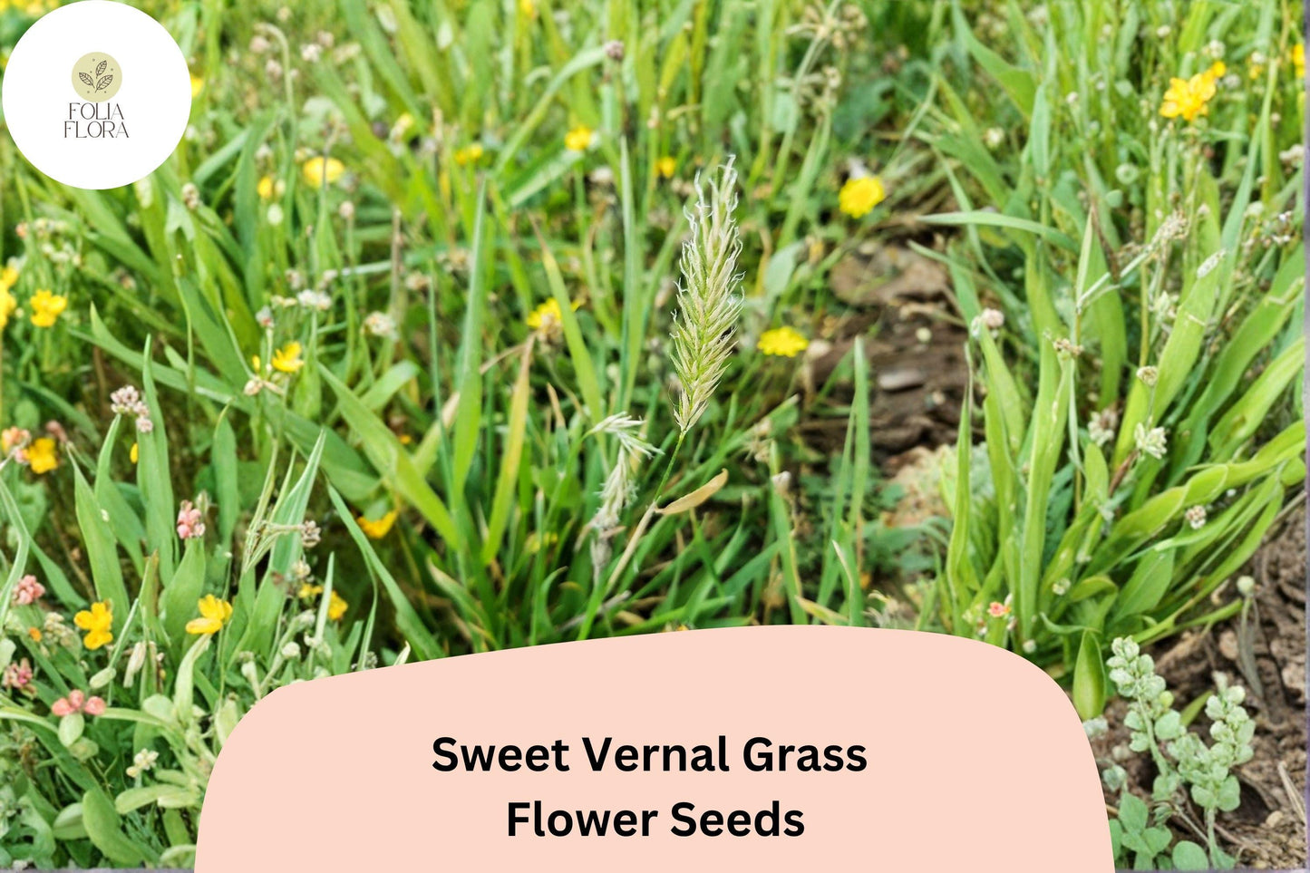 300 Sweet Vernal Grass Seeds (Anthoxanthum odoratum) – Fragrant Perennial Ornamental Grass for Meadows and Gardens