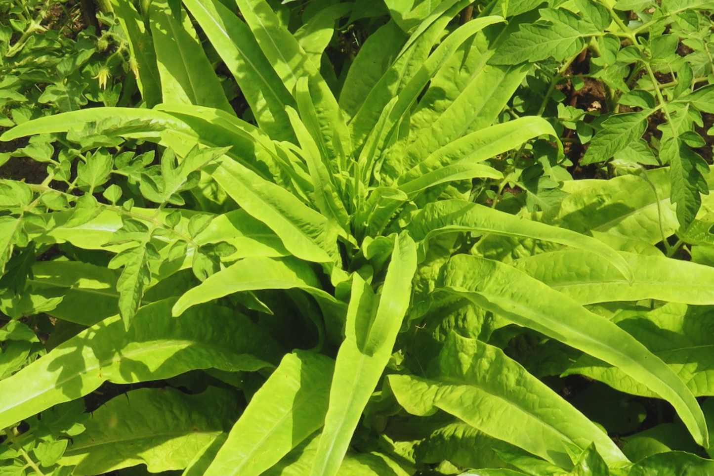 You Mai Cai Seeds | Non-GMO Indian Long Sword Lettuce | Heirloom Vegetable Seeds