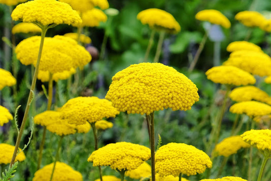 Gold Yarrow Seeds | Non-GMO, Drought Tolerant, Pollinator Attracting, Achillea filipendulina, Golden-Yellow Flowers