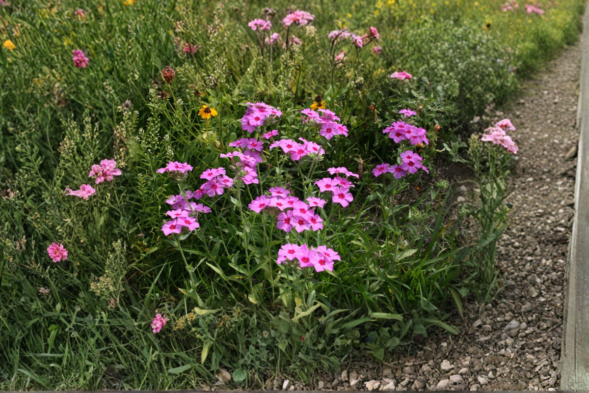 Annual Phlox Seeds - 100 Mixed Bright Blooms - Phlox drummondii - Easy Garden Flowers for Pollinator-Friendly Spaces