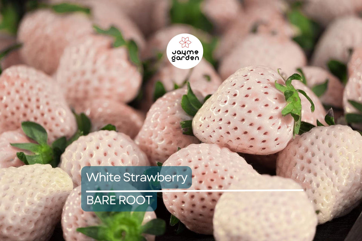 6 Bare Root Pineberry Plants - Organic White Strawberries, Everbearing, Tropical Flavor (Fragaria × ananassa)