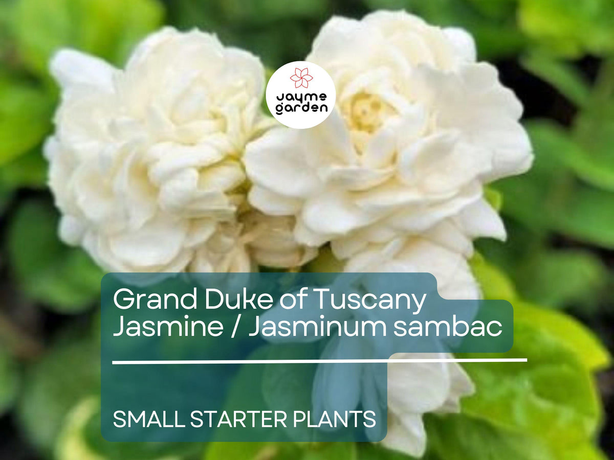 Starter Plant | 2-5 Inches | Grand Duke of Tuscany Jasmine | Jasminum sambac | Super Fragrant Flowers | Indoor/Outdoor Garden