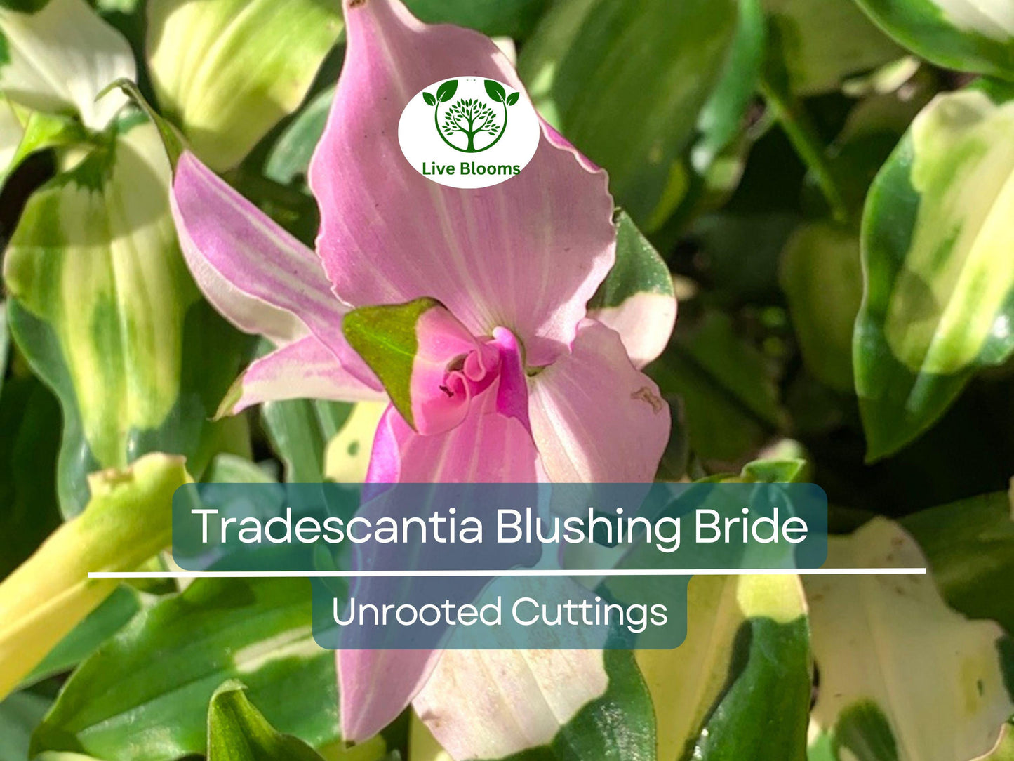 3 Unrooted Cuttings Variegated Tradescantia Blushing Bride - Pink & White Indoor Plant