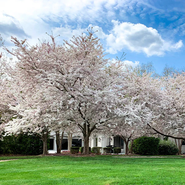 Live Yoshino Cherry Tree Bareroot 1-2ft Pink White Blooms Prunus x yedoensis Ornamental Tree