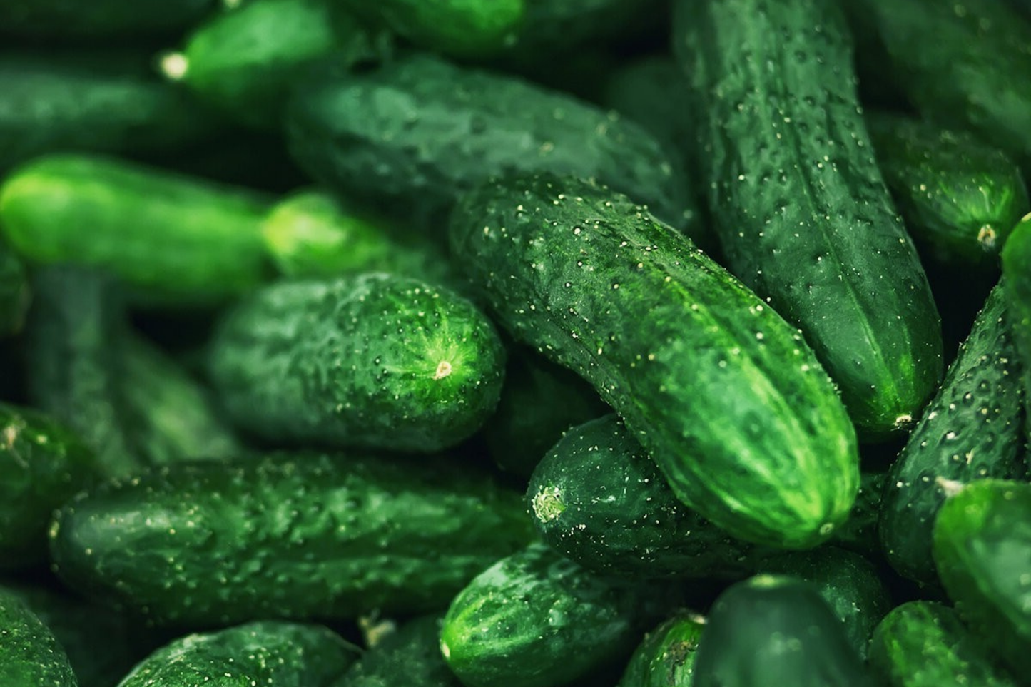 Spacemaster Cucumber Seeds, Organic Non-GMO, Compact Bush Variety, Cucumis sativus, for Small Gardens & Containers