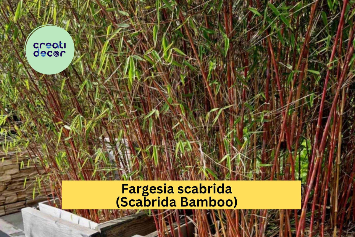 Scabrida Bamboo Fargesia Rooted Live Plant 18-24" Tall Cold Hardy Non-Invasive Clumping Bamboo
