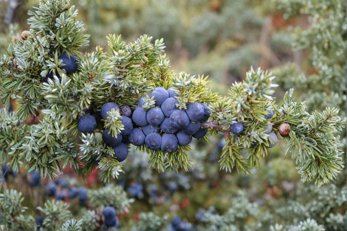 Common Juniper Seeds | 25 Seeds | Evergreen Conifer Shrub | Juniperus communis | Drought Tolerant Aromatic Berry Plant