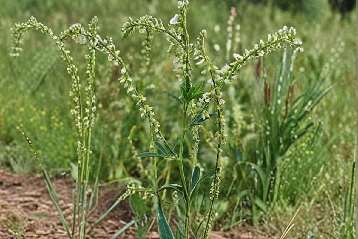 White Blossom Sweet Clover Seeds | 100 Non-GMO Seeds | Nitrogen Fixing Legume | Melilotus alba | Pollinator Friendly
