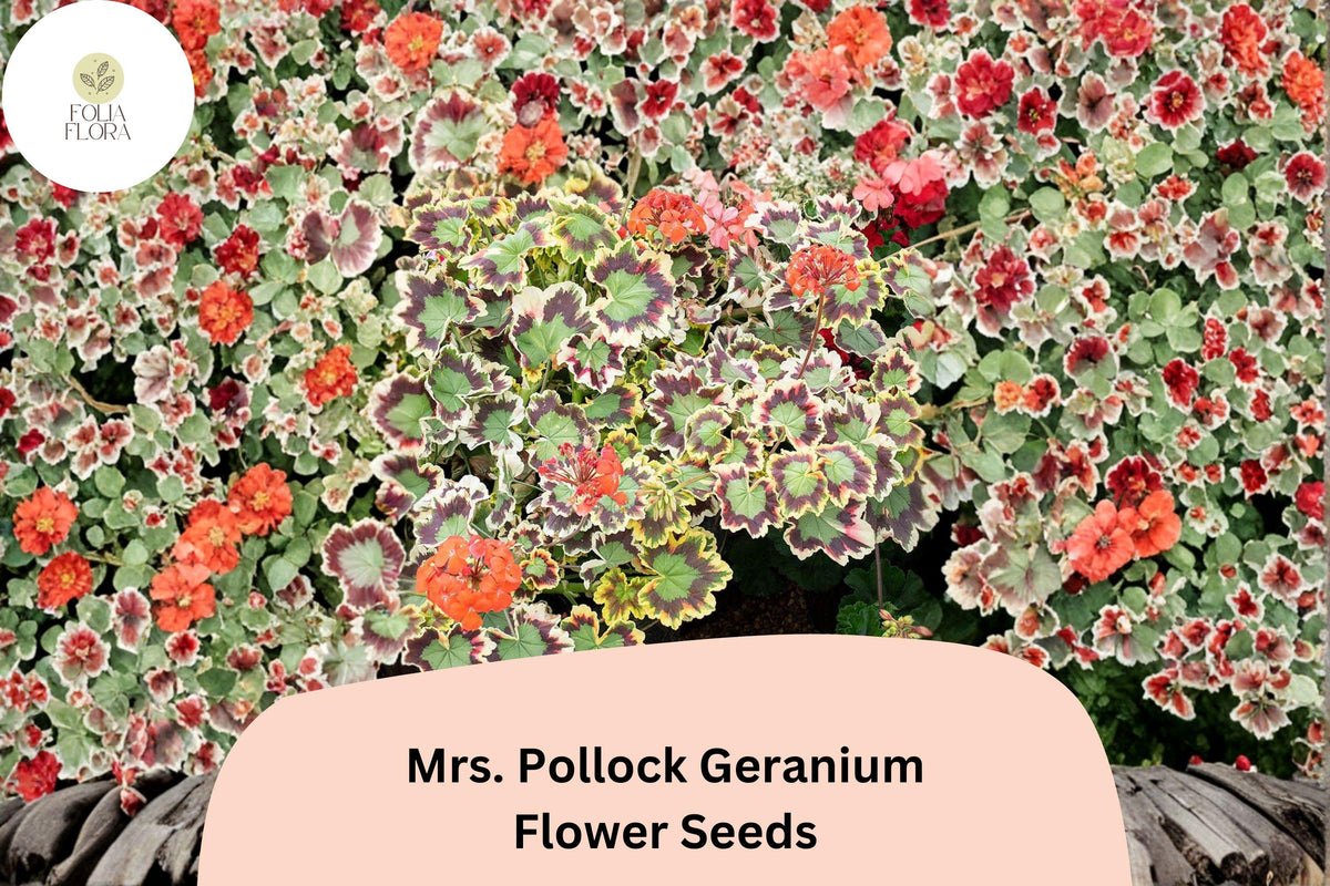 25+ Mrs. Pollock Geranium Seeds | Pelargonium hortorum | Variegated Foliage & Red Blooms | Heirloom Garden Plant