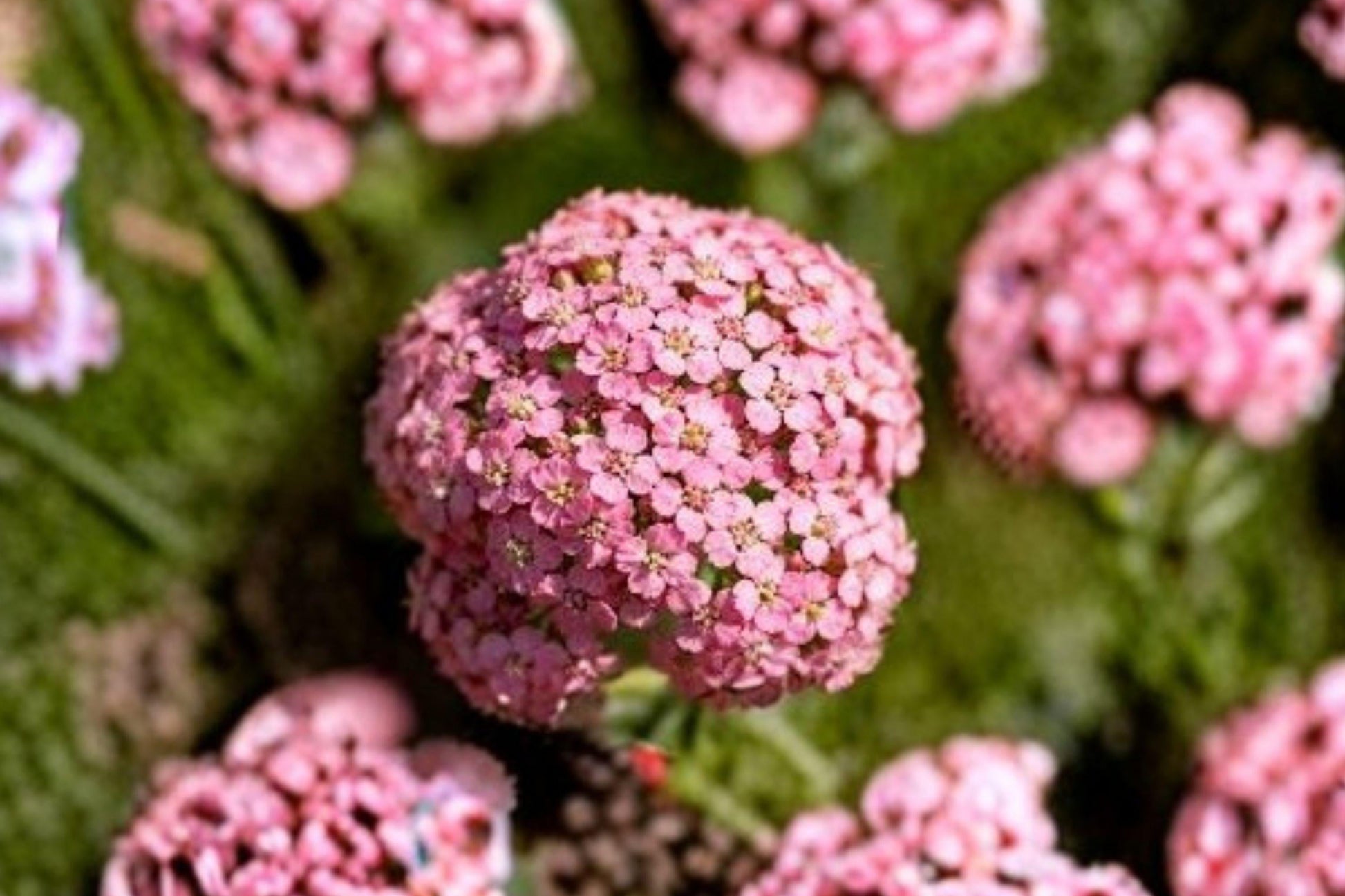 Pink Sweet Alyssum Seeds – Lobularia maritima – Dwarf Fragrant Border Flower – Pollinator-Friendly Annual Plant