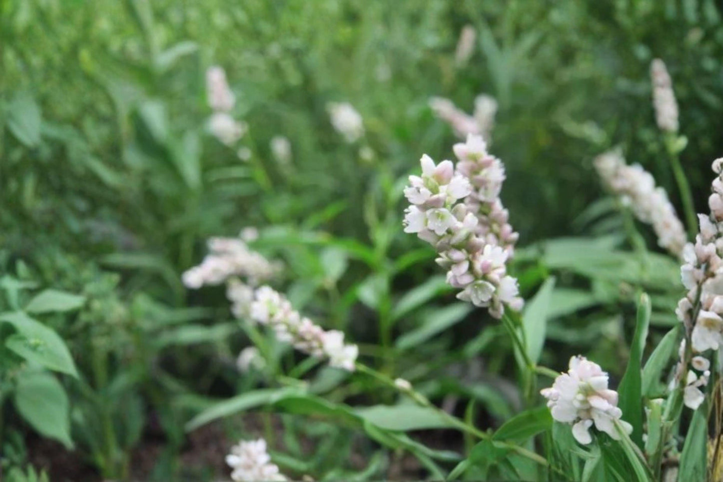Pinkweed Seeds – Native Annual Wildflower – Bright Pink Flowers – Persicaria pensylvanica