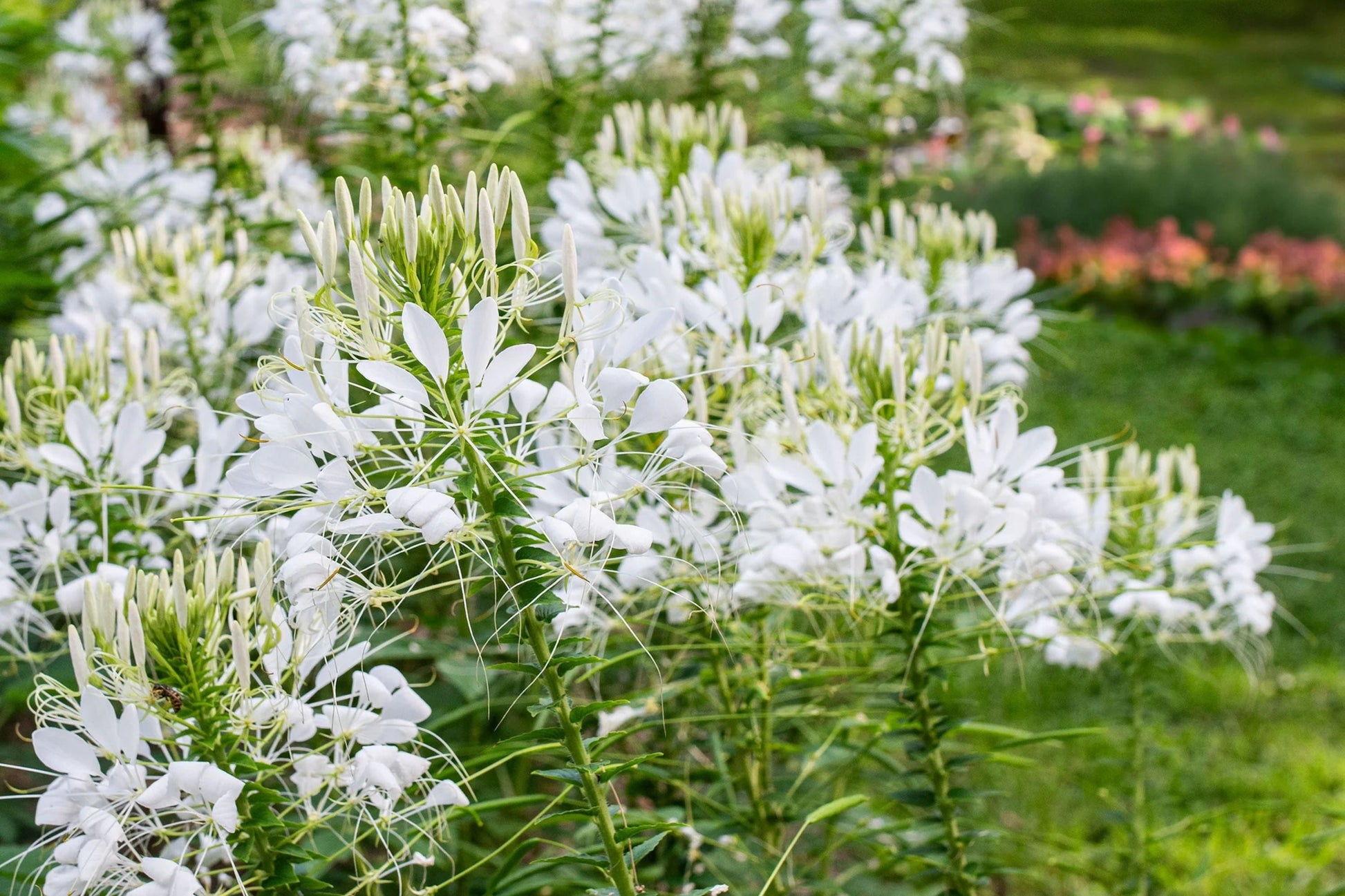 White Queen Cleome Seeds | Fragrant White Blooms | Pollinator-Attracting Annual | Cleome hassleriana