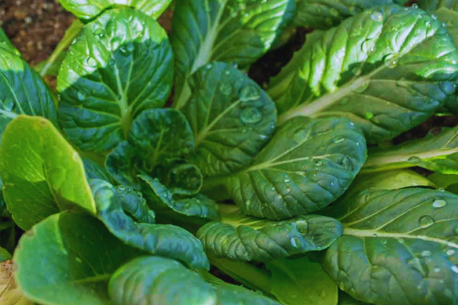 Green Tatsoi Seeds – Non-GMO Brassica Rapa Organic Vegetable Seeds for Gardening