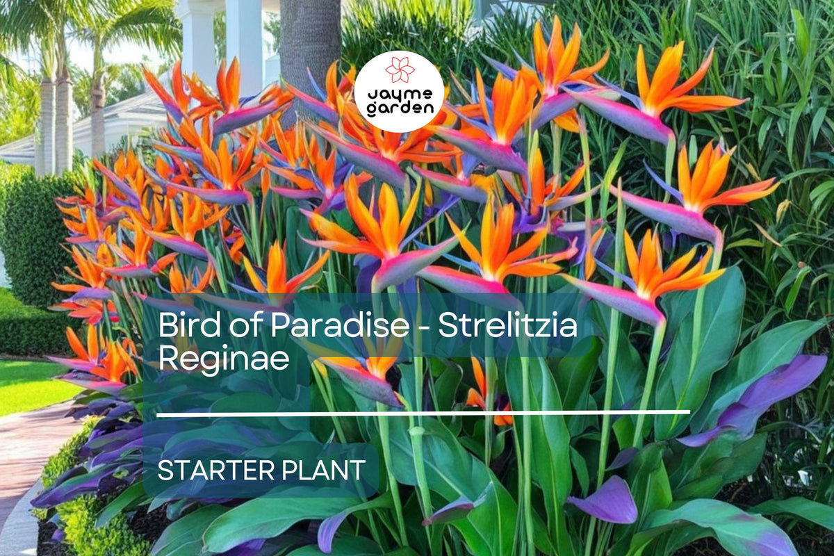 Bird of Paradise Starter Plant 6" - Strelitzia reginae Seedling, Tropical Crane Flower, Evergreen Indoor/Outdoor Accent Plant