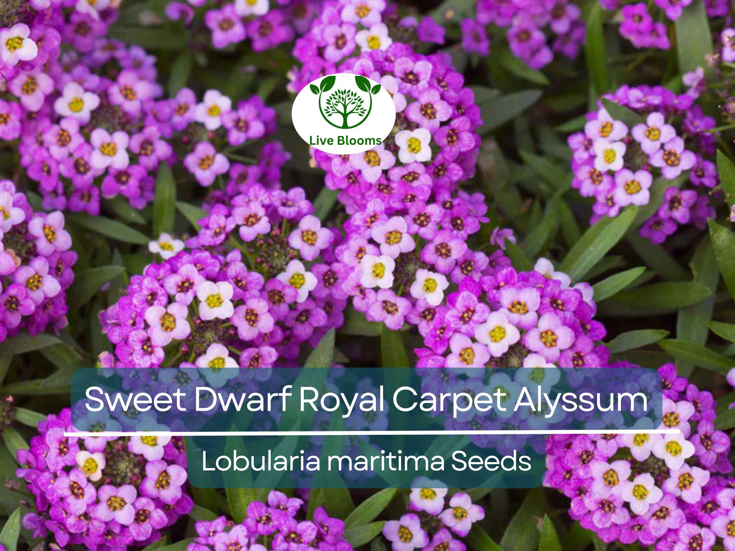 1000 Sweet Alyssum Dwarf Royal Carpet Seeds - Non-GMO Purple Blooms, Fragrant Ground Cover