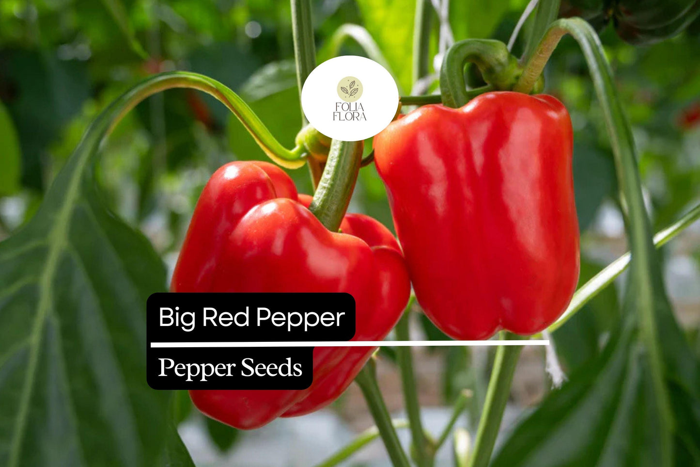25 Big Red Pepper Seeds – Sweet, Thick-Walled Capsicum annuum for High Yield & Versatile Use
