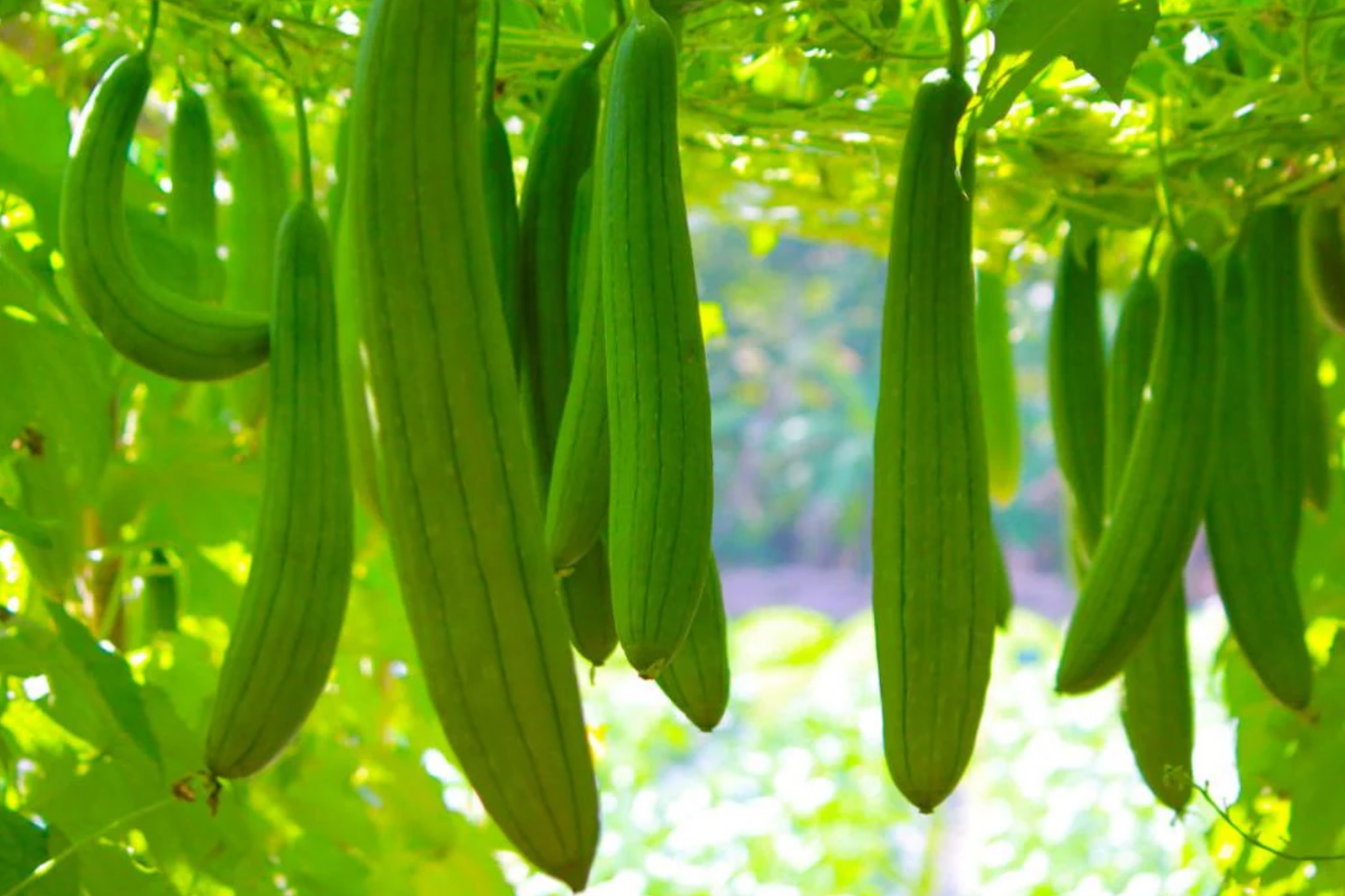Loofah Sponge Gourd Seeds | Non-GMO Organic Luffa Seeds for Gardening