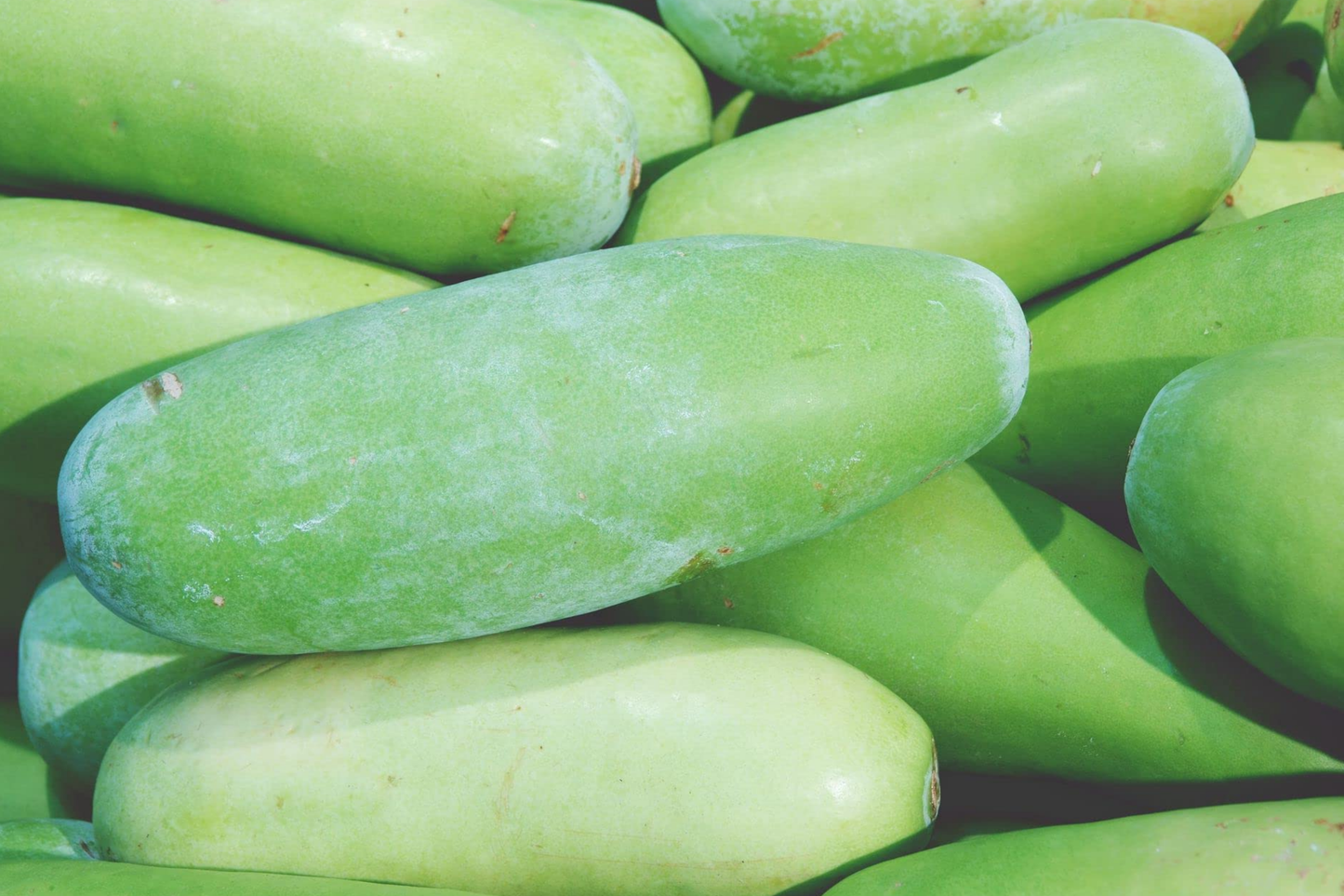 Black Skin Winter Melon Seeds | Non-GMO Benincasa hispida | Dark-Skinned Variety