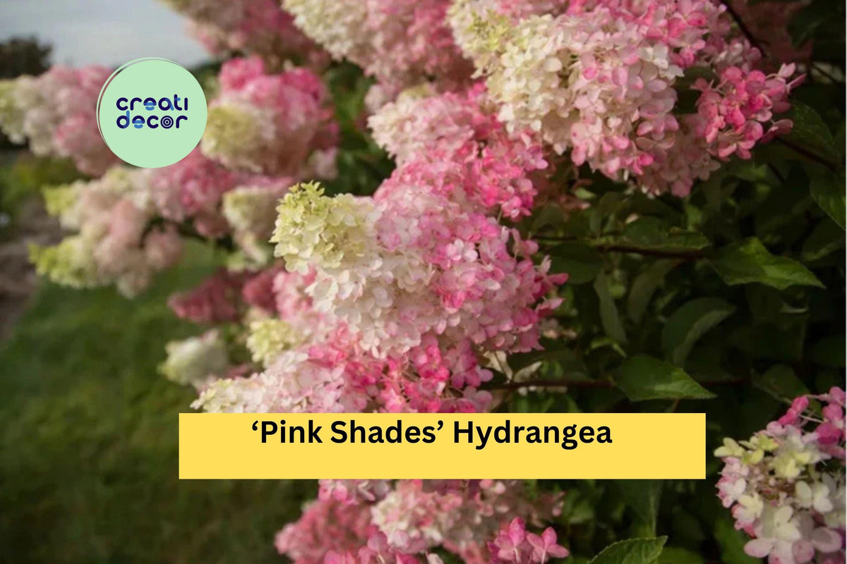 Live Well Rooted Starter Plant - Pink Shades Hydrangea - Hydrangea macrophylla - Ornamental Shrub with Soft Pink Blooms