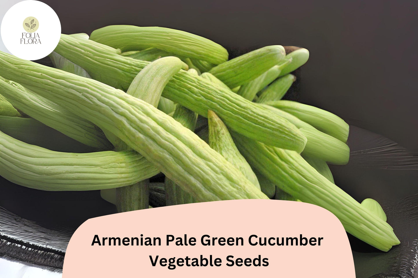 25+ Armenian Pale Green Cucumber Seeds | Snake Melon Heirloom Vegetable Seeds for Garden
