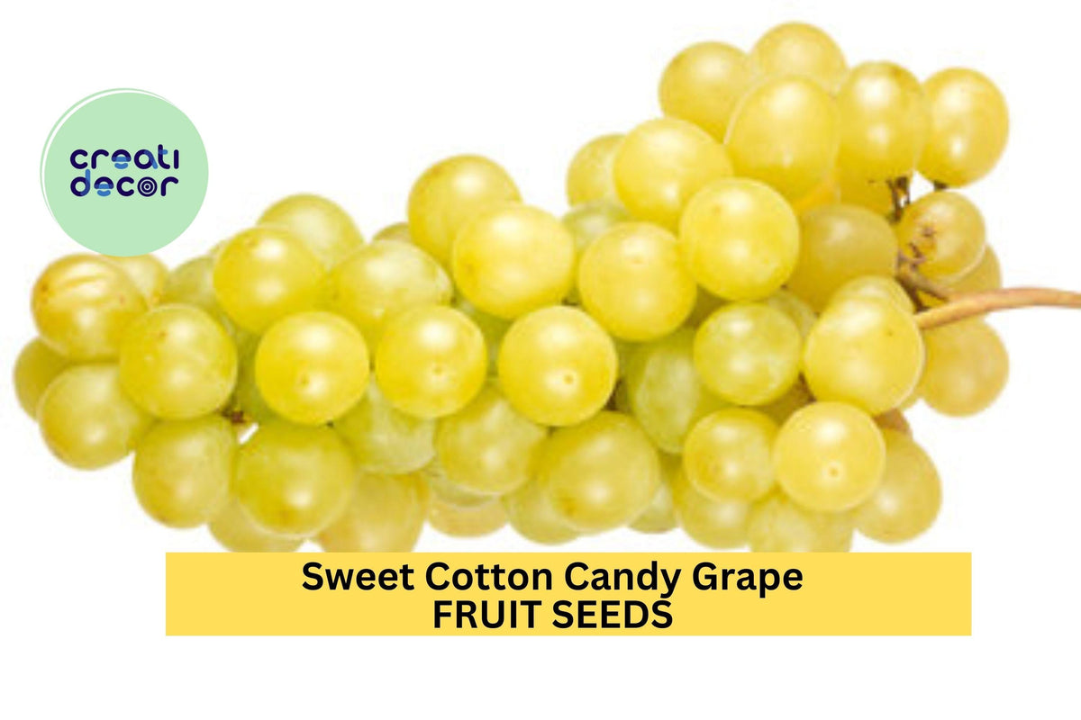 Cotton Candy Grape Seeds - 12 Rare Fruit Seeds, Sweet Vitis vinifera, Unique Flavor for Home Garden, Perfect for Containers