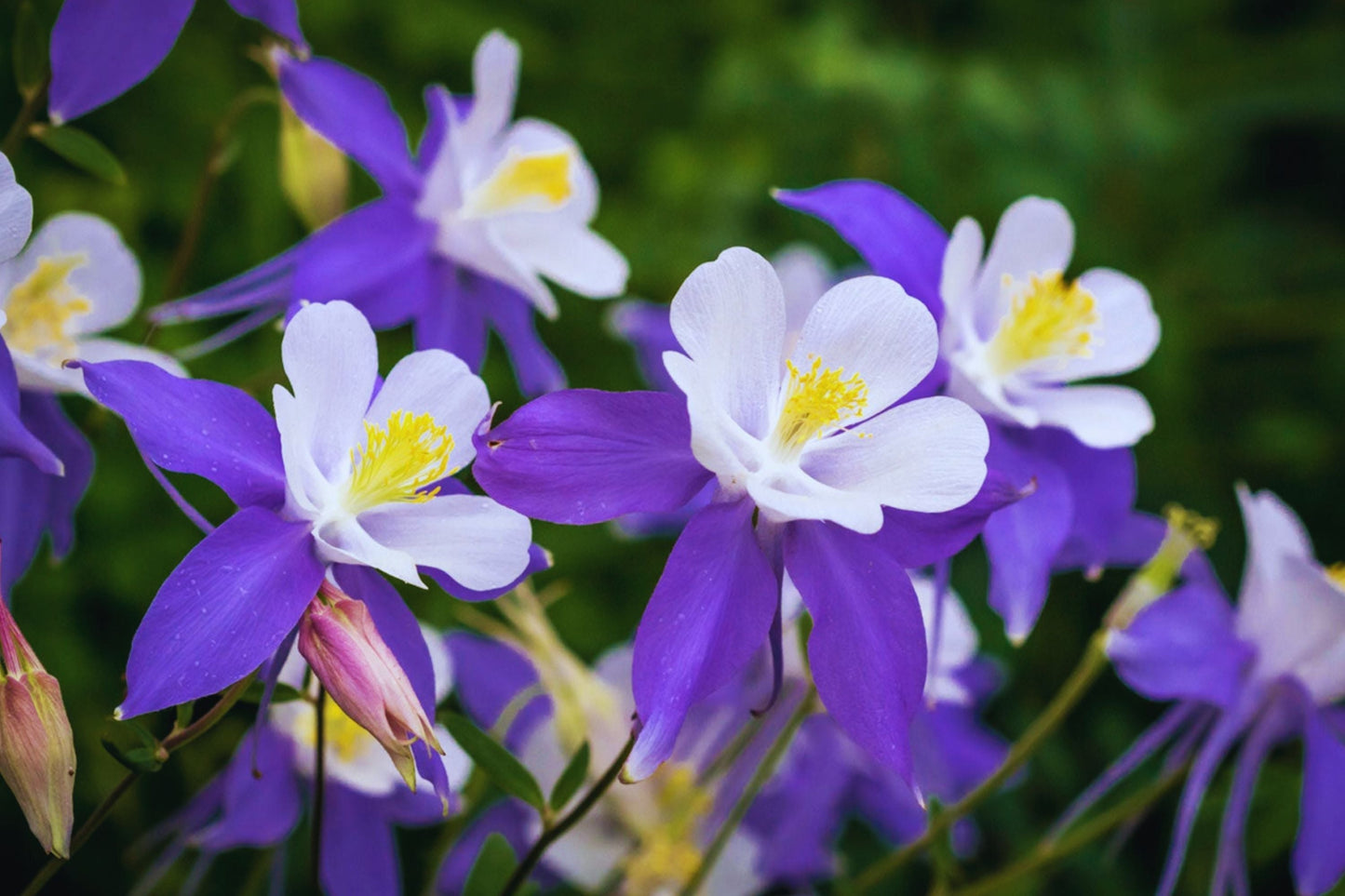 Columbine Seeds McKana Giant Mix - Aquilegia caerulea - Pollinator Friendly Flower Seeds