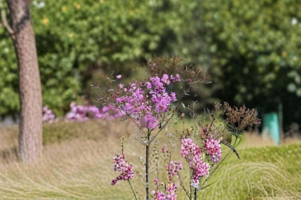 Tall Ironweed Seeds - 100 Native Prairie Wildflower Seeds - Vernonia angustifolia - Vibrant Purple Perennial for Pollinator Gardens
