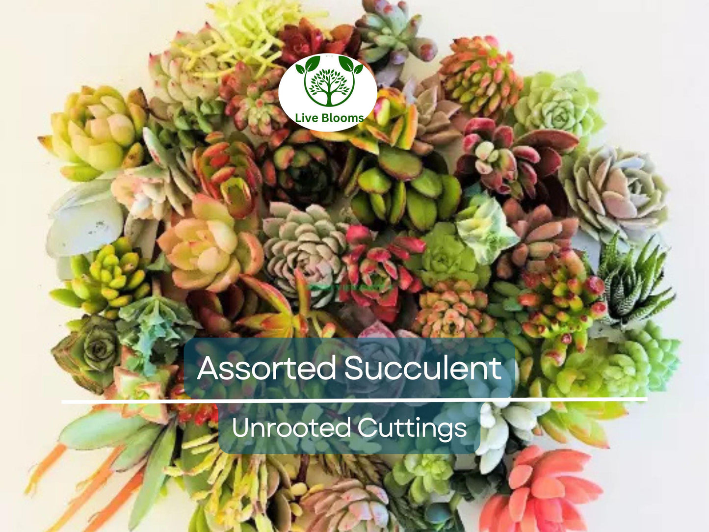 15 Assorted Succulent Cuttings Including Echeveria, Sedum & Crassula for Indoor Gardens & Terrariums