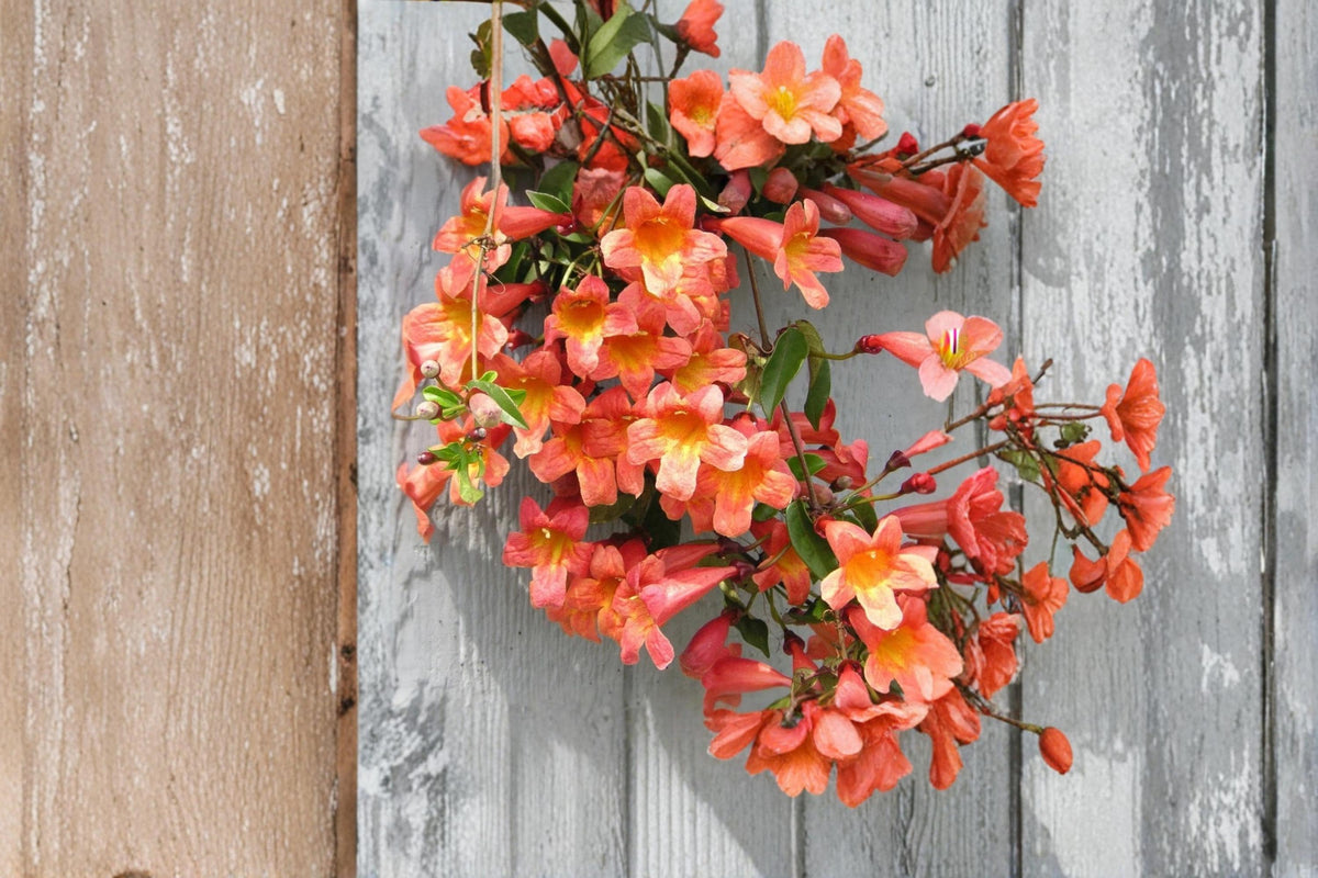 Tangerine Beauty Crossvine Starter Plant - Bignonia capreolata - Orange Trumpet Flowering Climbing Vine for Trellises and Fences