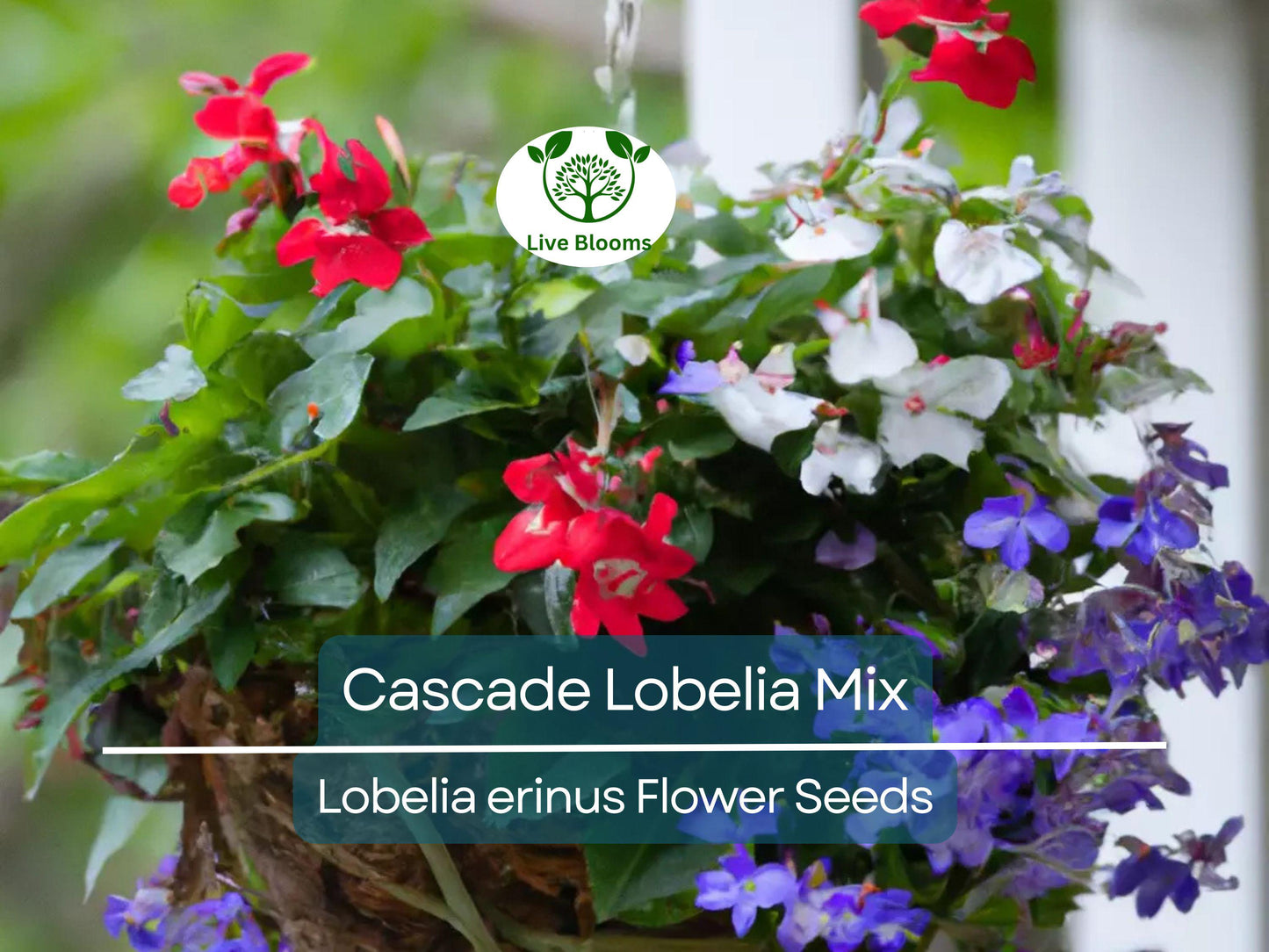 100 Cascade Lobelia Seed Mix - Vibrant Trailing Perennial Flowers for Hanging Baskets & Gardens