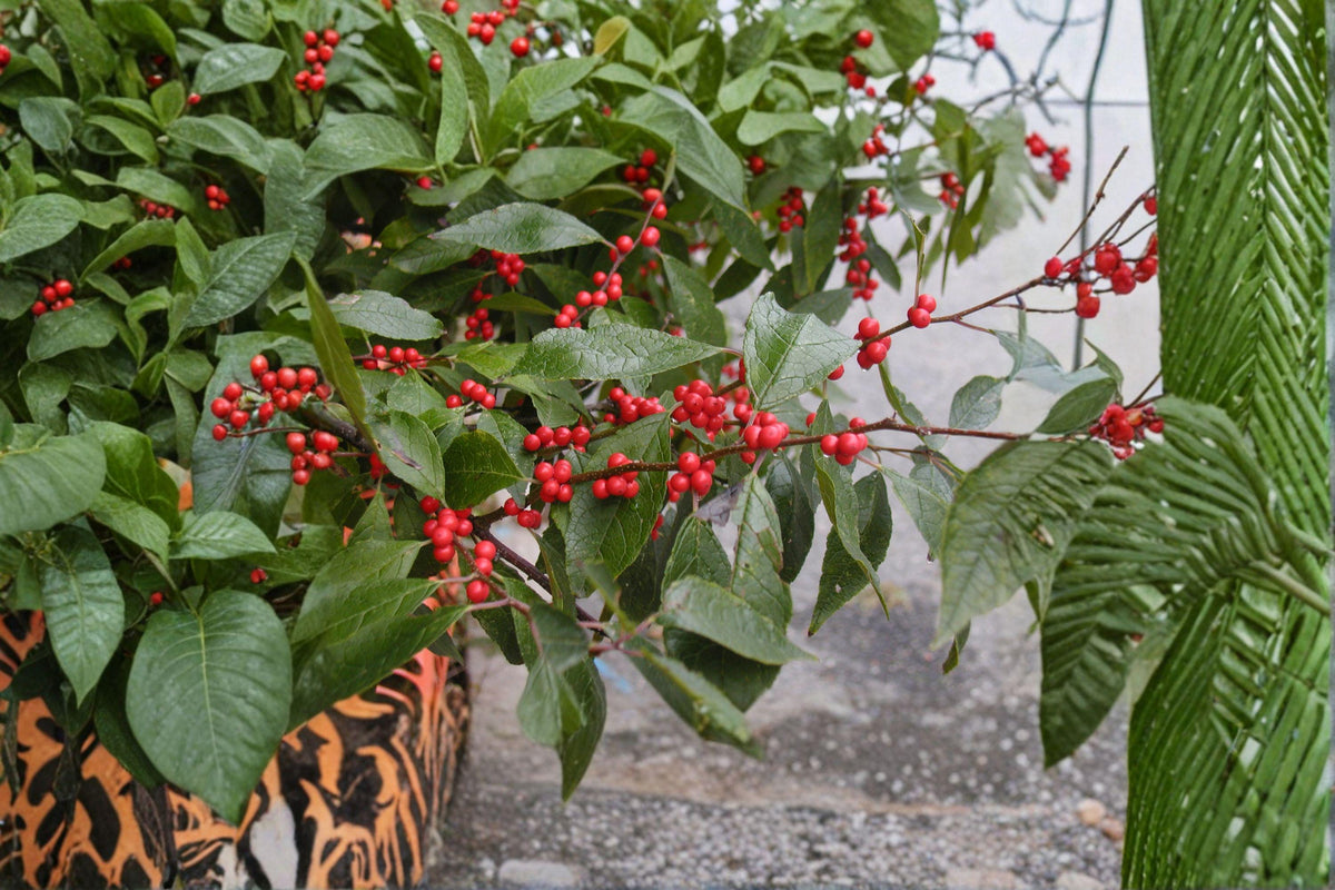 Winterberry Holly Seeds - 25 Seeds - Ilex verticillata - Native Deciduous Shrub with Bright Red Berries for Wildlife Gardens