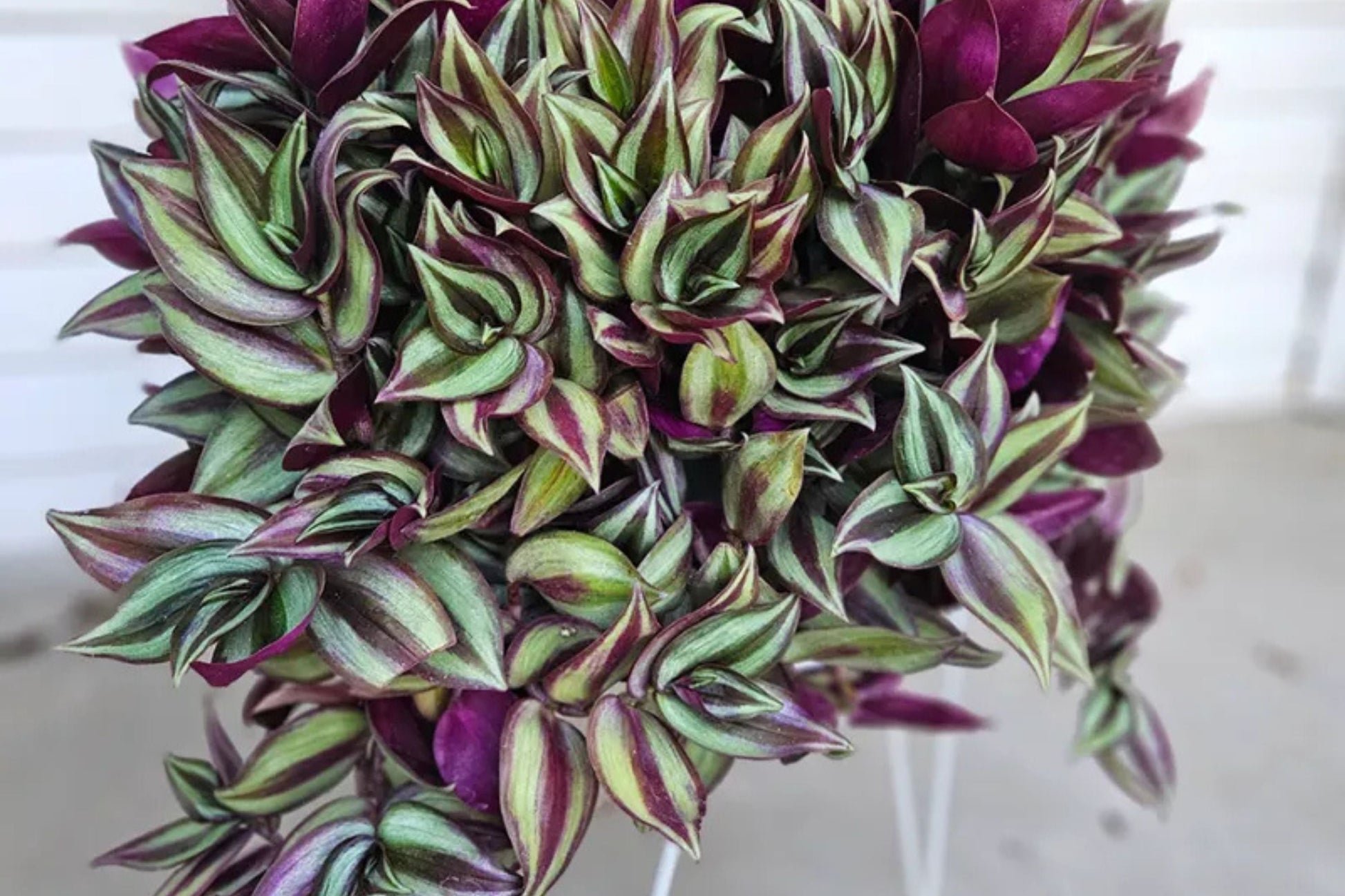 Tradescantia Zebrina Cuttings - 5 Pack, Purple Wandering Jew Plant, Easy Care Houseplant, Fast Rooting, Indoor Vines, Air Purifying