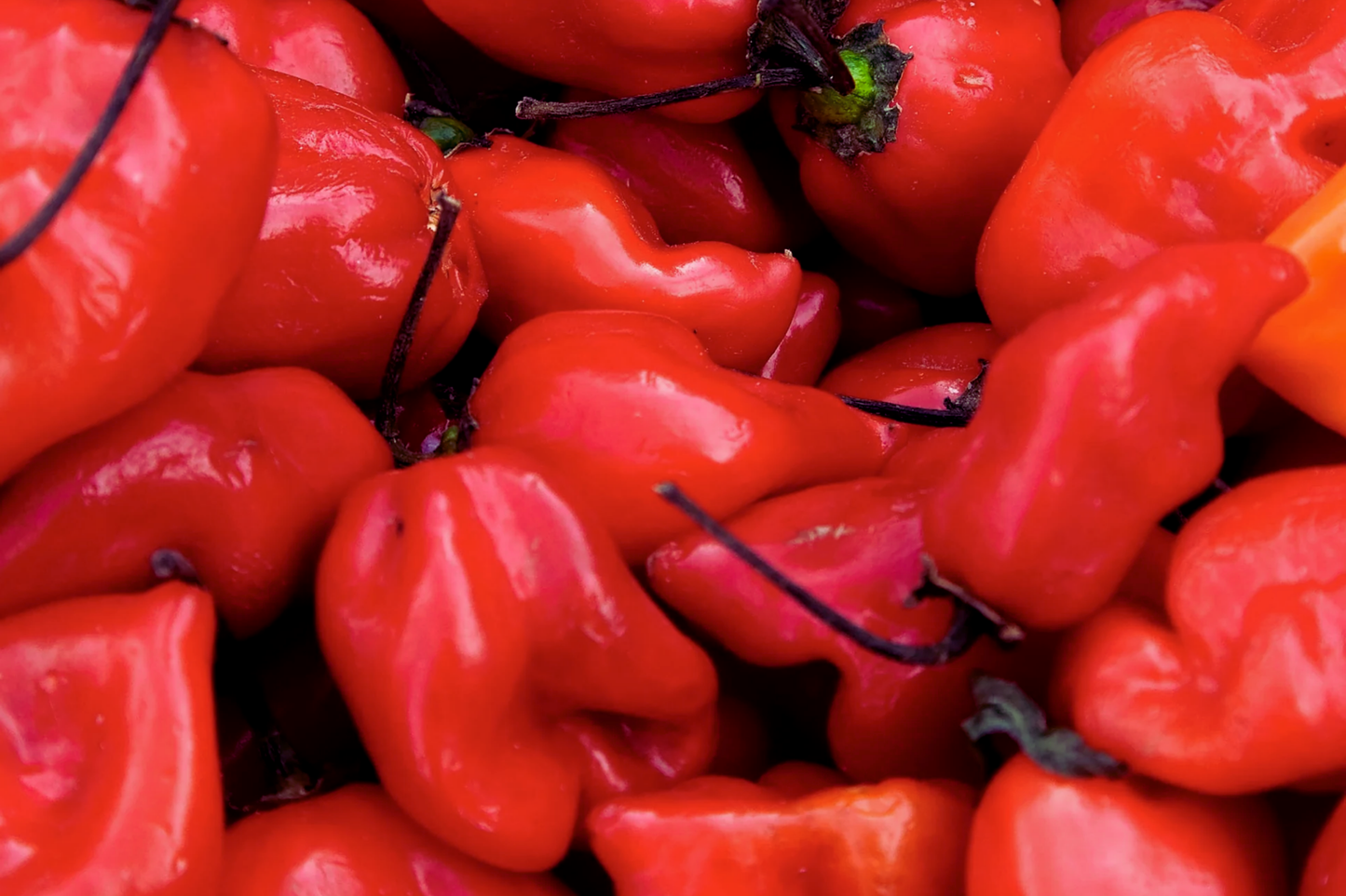Red Caribbean Habanero Pepper Seeds | NON-GMO Hot Capsicum chinense