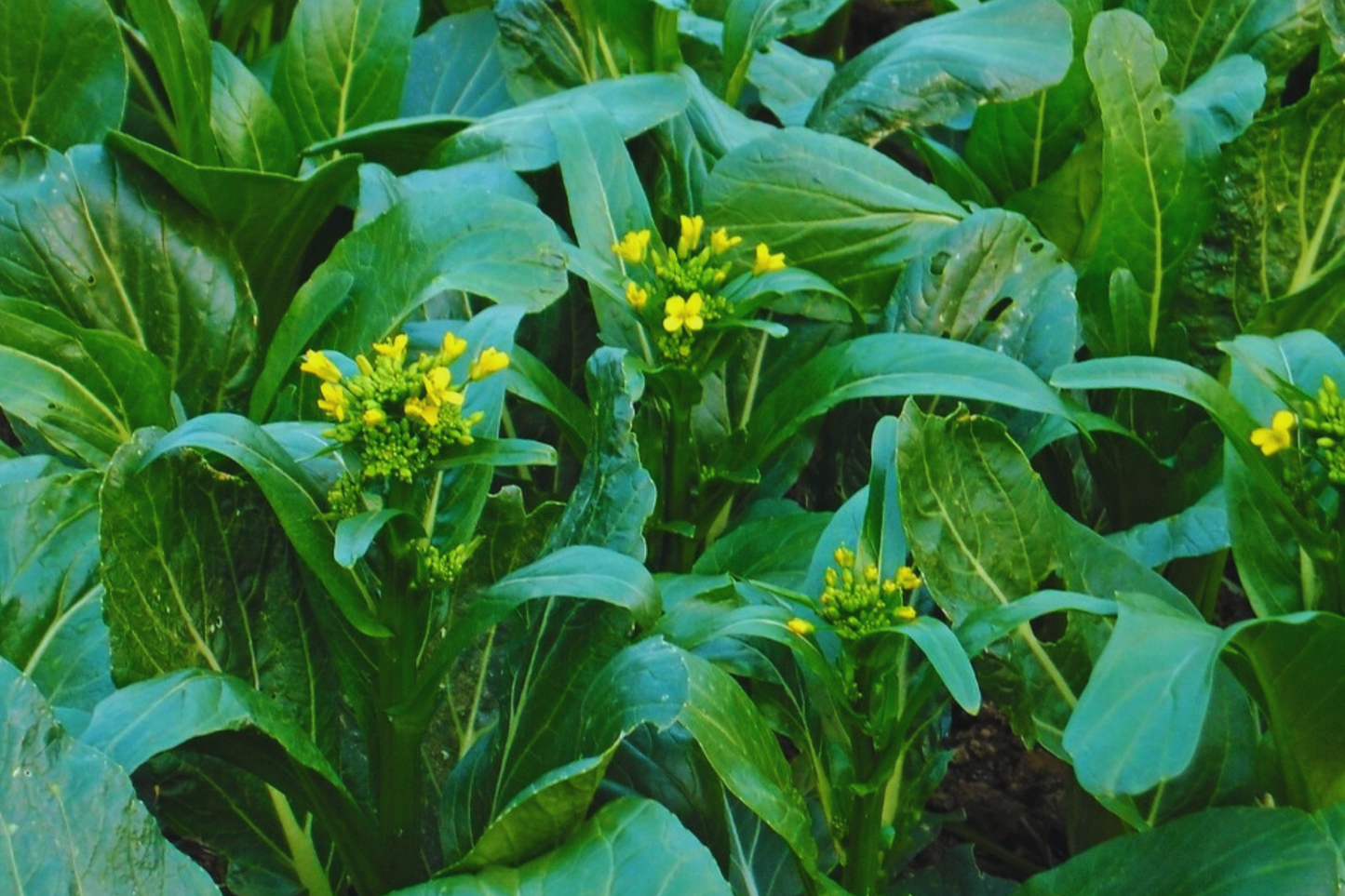 Yu Choy Sum Seeds | Organic Non-GMO Chinese Flowering Cabbage Brassica rapa var. parachinensis