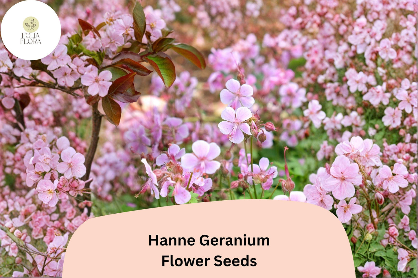 25+ Hanne Geranium Seeds | Pink Zonal Pelargonium | Full Sun Garden Flowers