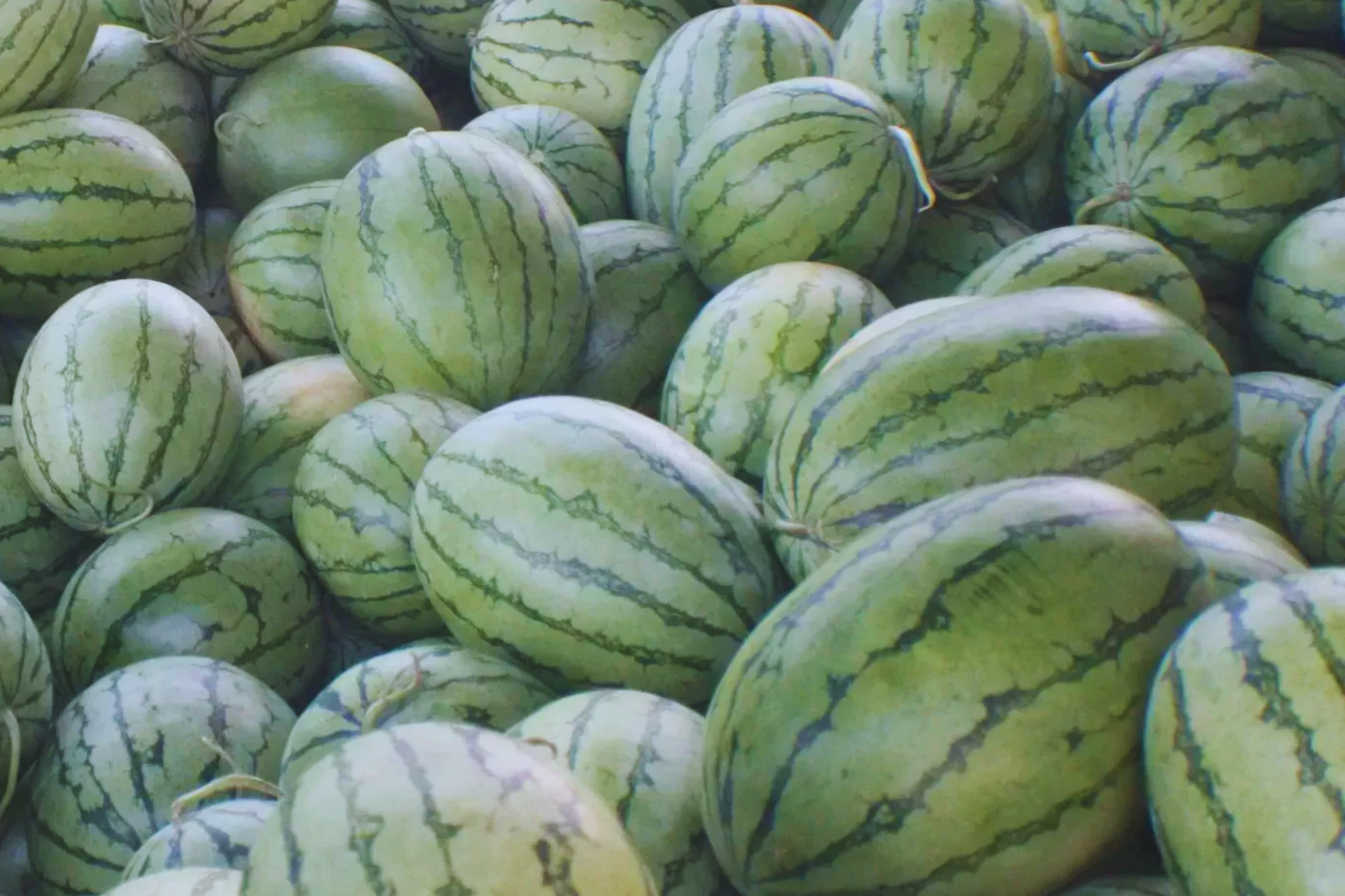 Florida Giant Watermelon Seeds | Non-GMO Heirloom Citrullus lanatus for Large, Sweet Watermelons