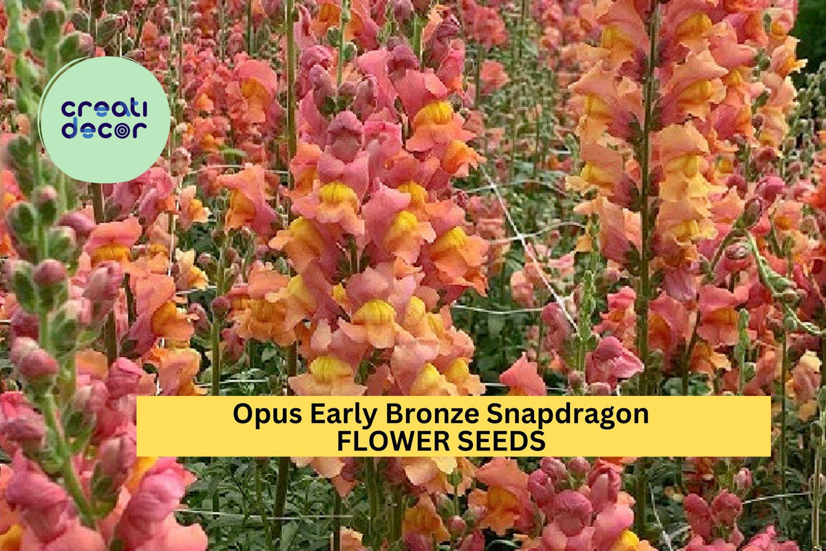 1000+ Opus Early Bronze Snapdragon Seeds – Early Blooming Bronze-Peach Flowers for Gardens & Cuttings