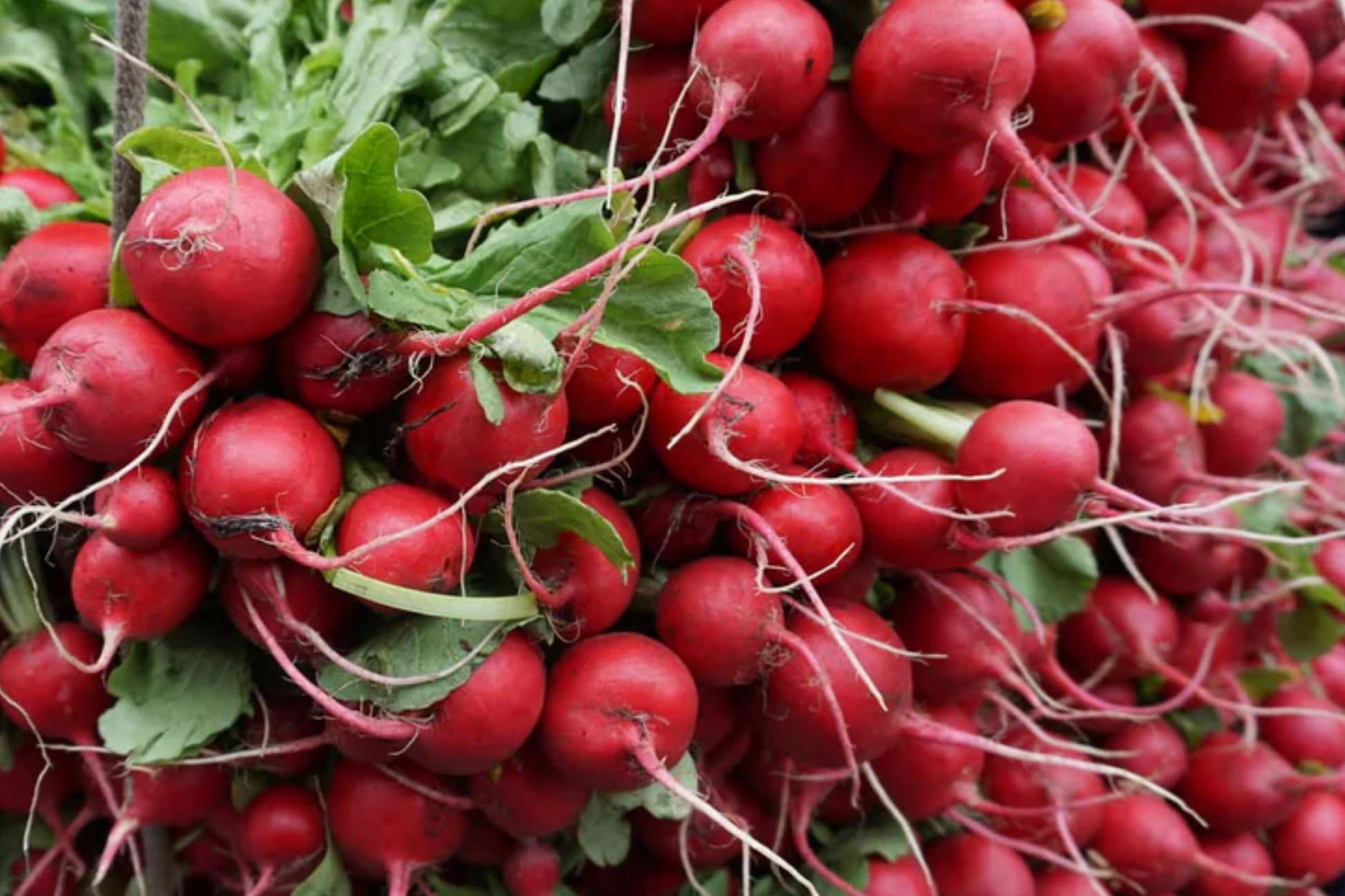 German Giant Radish Seeds - Large Red Globe Variety - Raphanus sativus - Heirloom Vegetable Seeds for Salad & Garnish