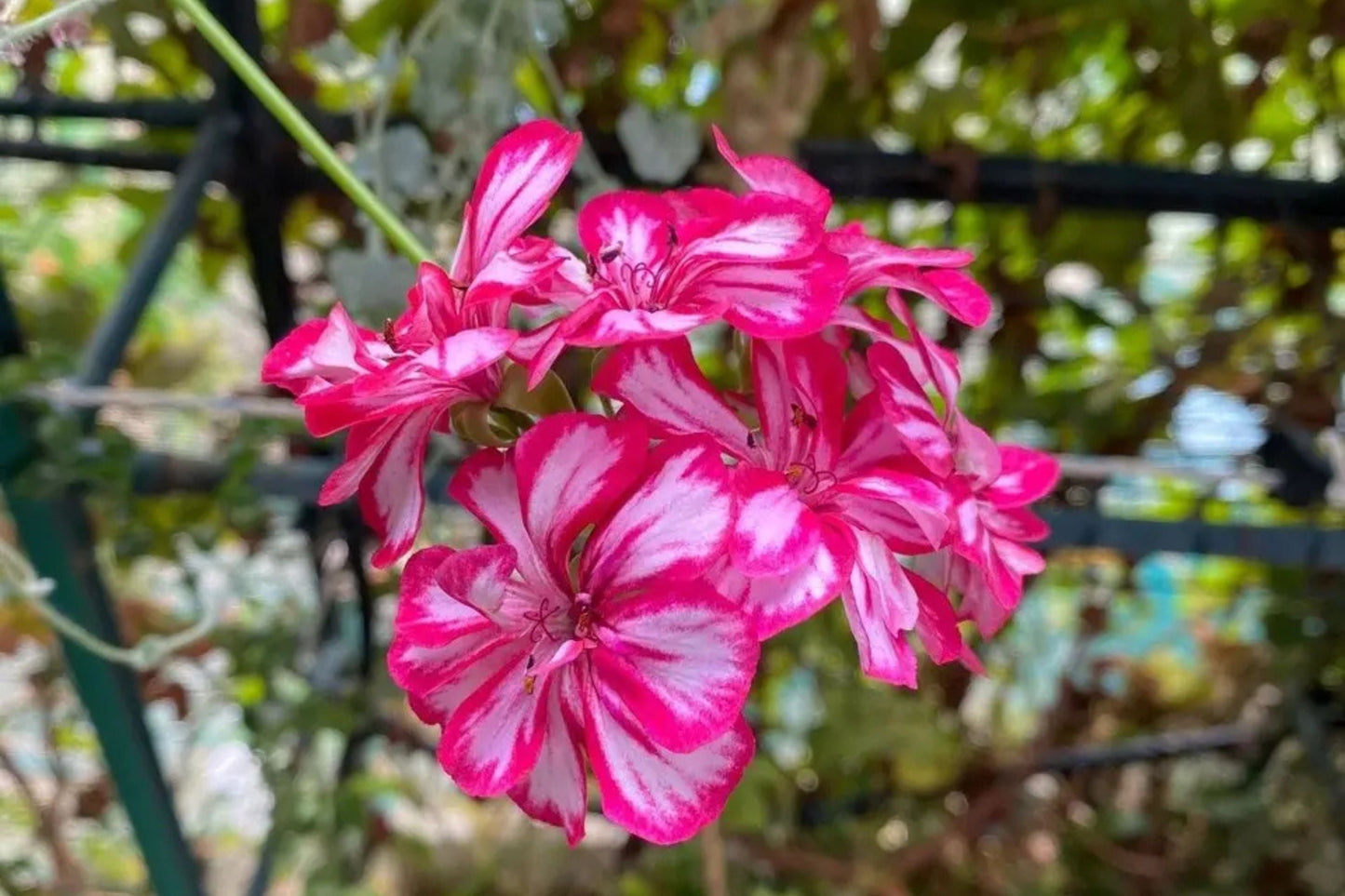 Precision Burgundy Ice Ivy Geranium Seeds – Trailing Pelargonium peltatum, 25 Flower Seeds for Hanging Baskets & Containers