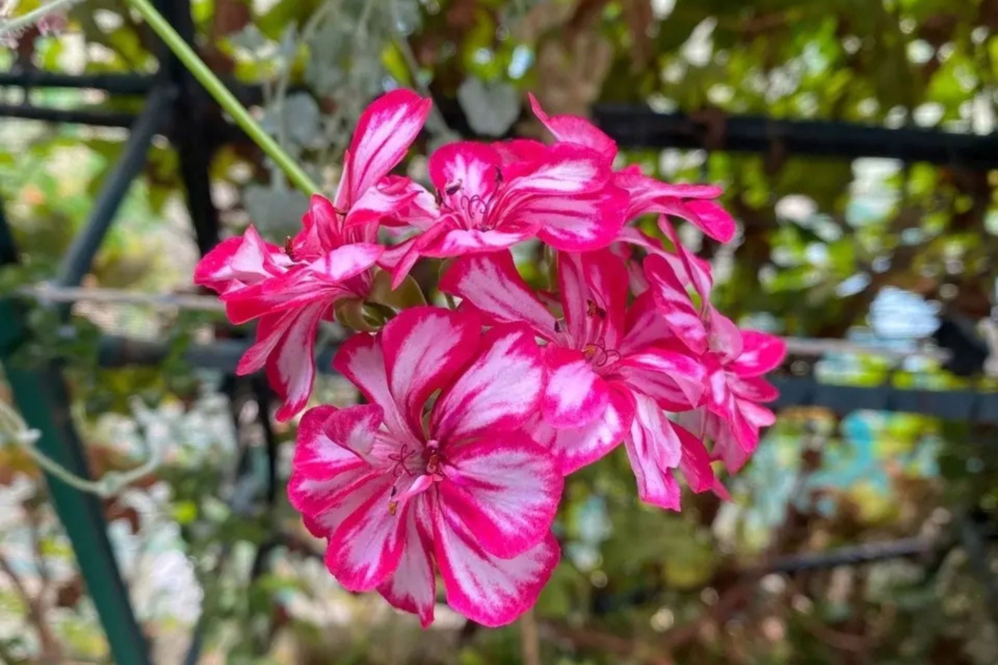 Precision Burgundy Ice Ivy Geranium Seeds – Trailing Pelargonium peltatum, 25 Flower Seeds for Hanging Baskets & Containers