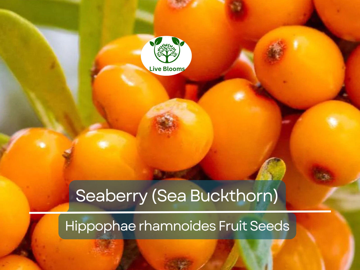 50 Organic Seaberry Seeds - Sea Buckthorn (Hippophae rhamnoides) Edible, High Yield, Nutrient-Rich Fruit